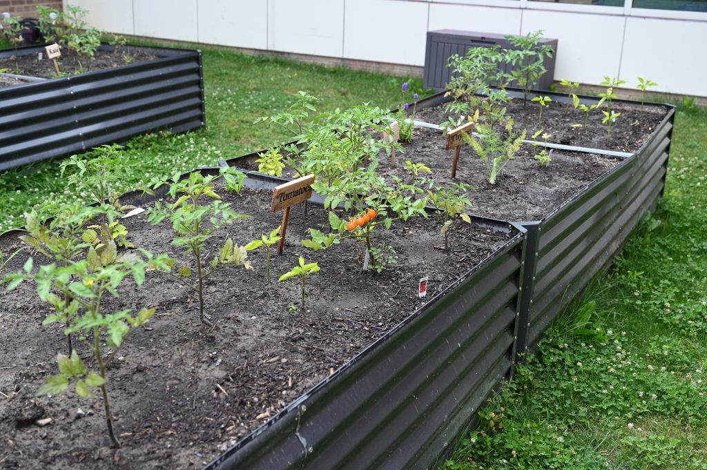 An image of the newly installed Loudonville garden beds.