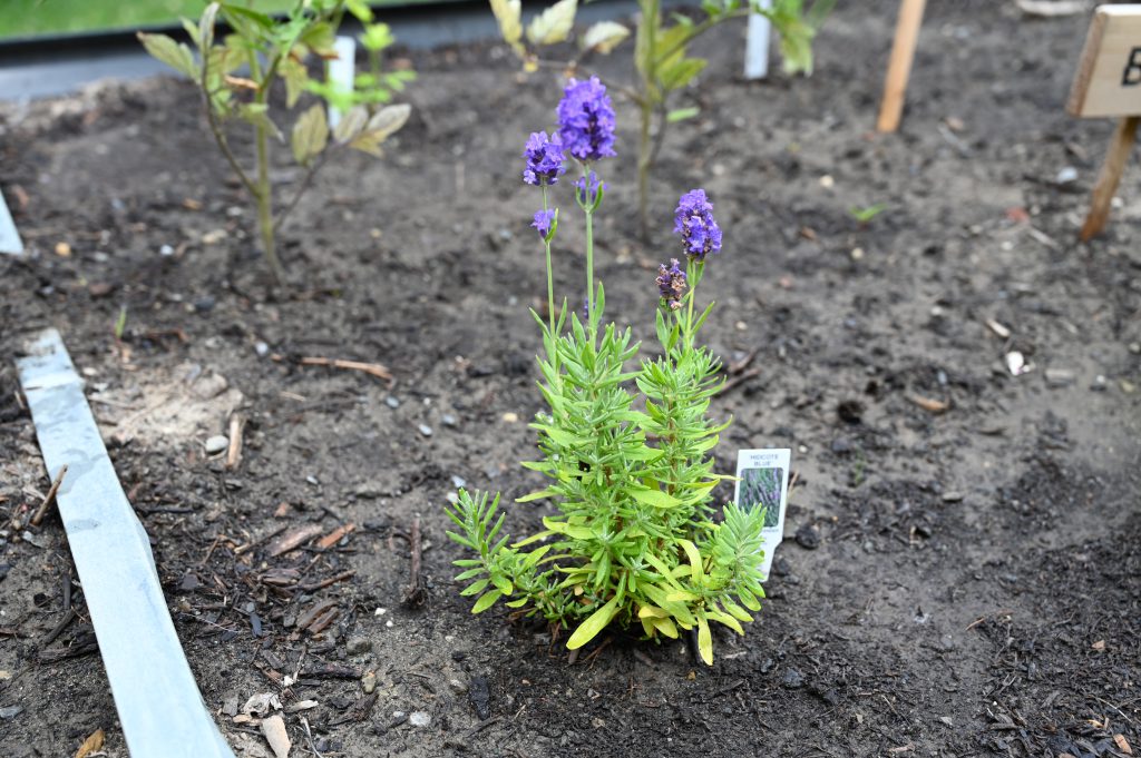 An image of an herb growing in the garden.