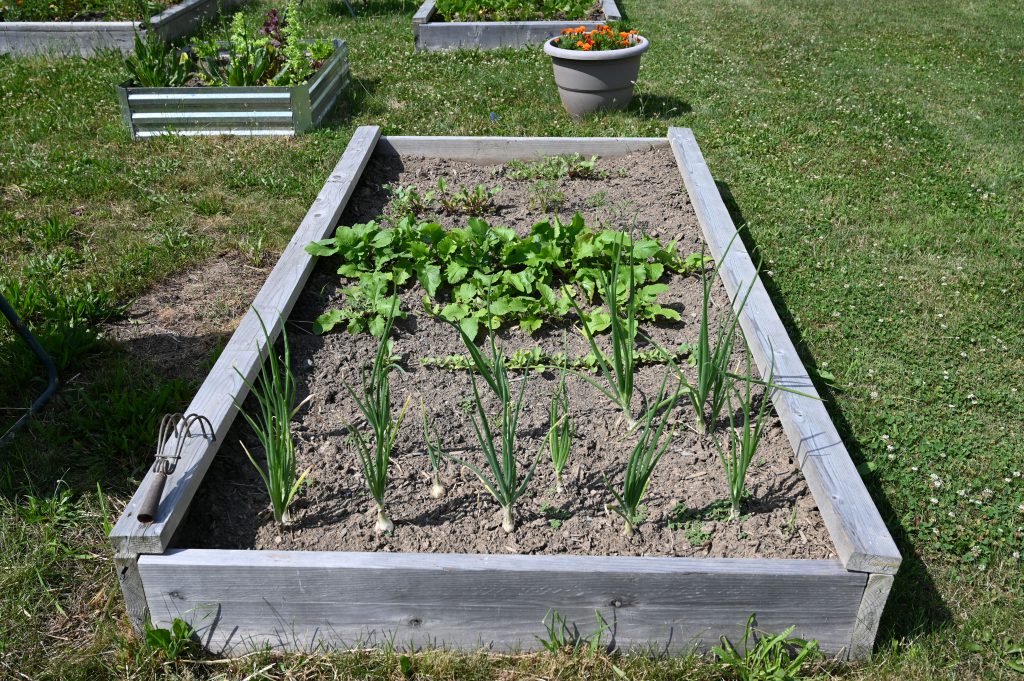 An image of a raised garden bed at the Shaker Middle School Garden.