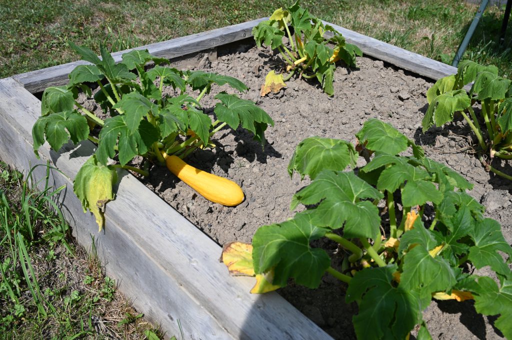 An image of large yellow squash growing.