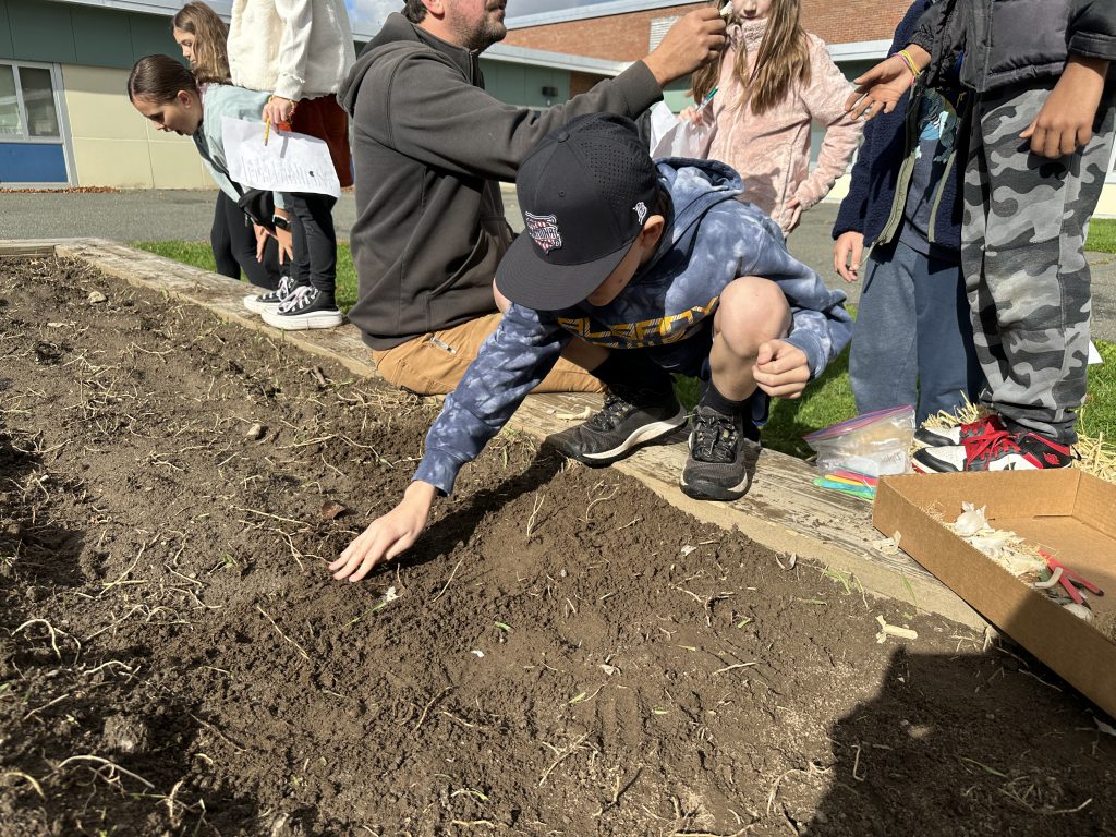 An image of a student planting a bulb of garlic in the garden.