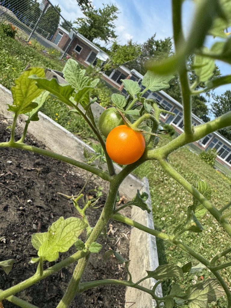 An image of a tomato growing in the Blue Creek garden.