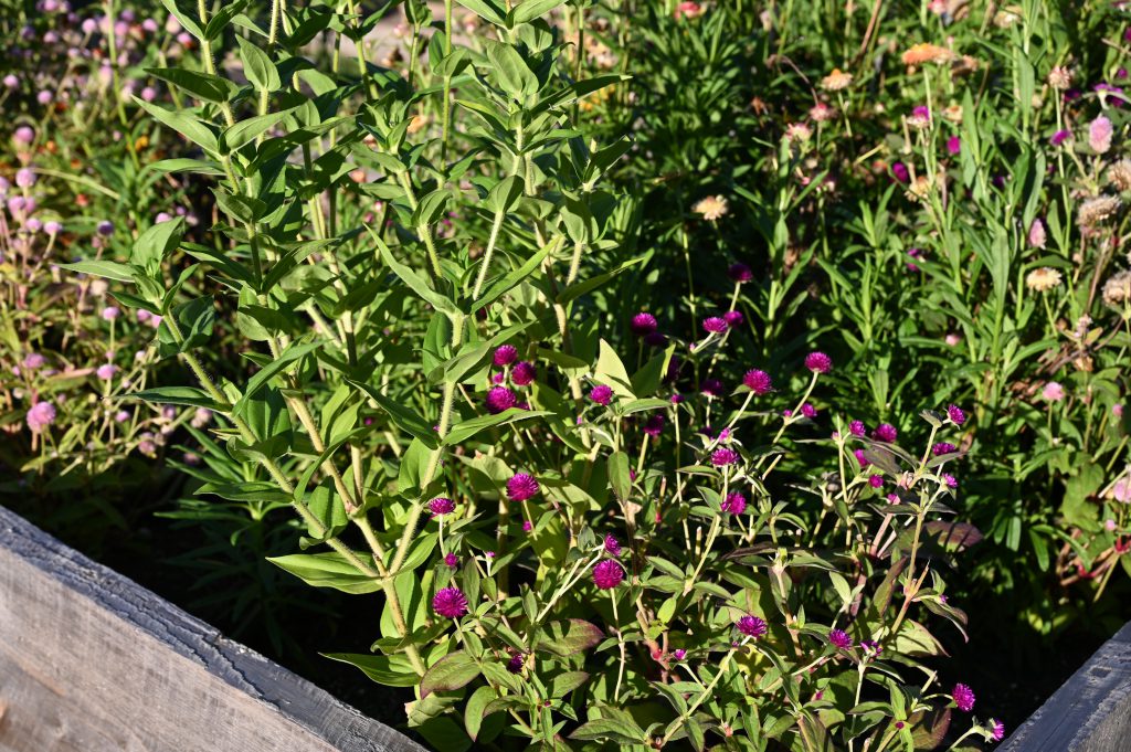 An image of flowers in a garden bed at Shaker High School.